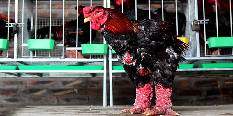 Hướng dẫn chơi đá gà trực tiếp tại 789bet